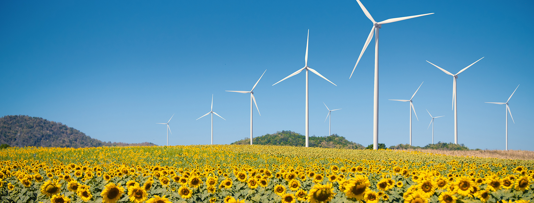 A field of sunflowers with wind turbines