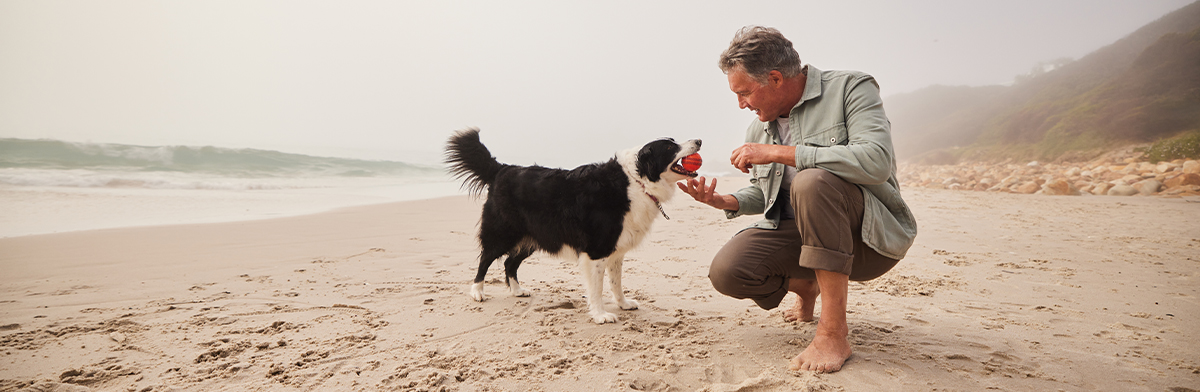 A black and white collie puppy stands on a sandy beach, showcasing its sleek coat and attentive demeanor.