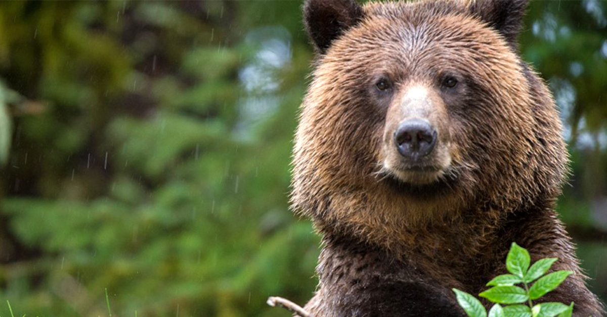 Today's market downturn: big bear or baby bear?
