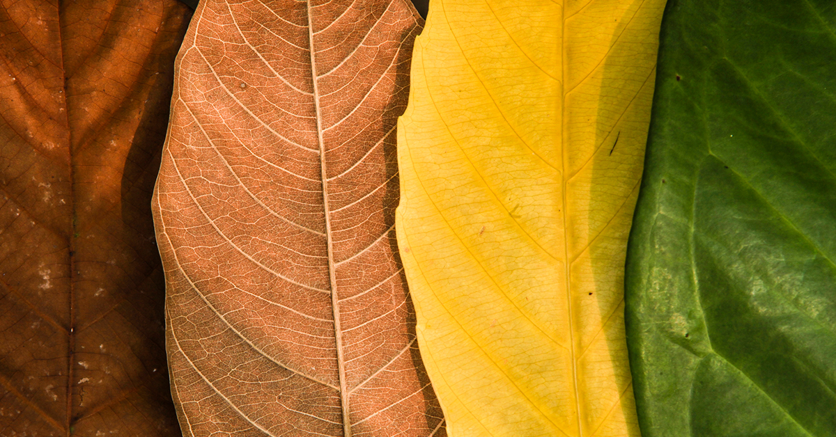 Image showing four leaves, each in a different color shade, thematically illustrating the concept of investment diversification